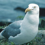 seagull